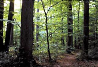 オークの森イメージ